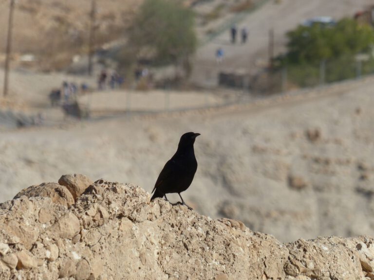 ein-gedi008