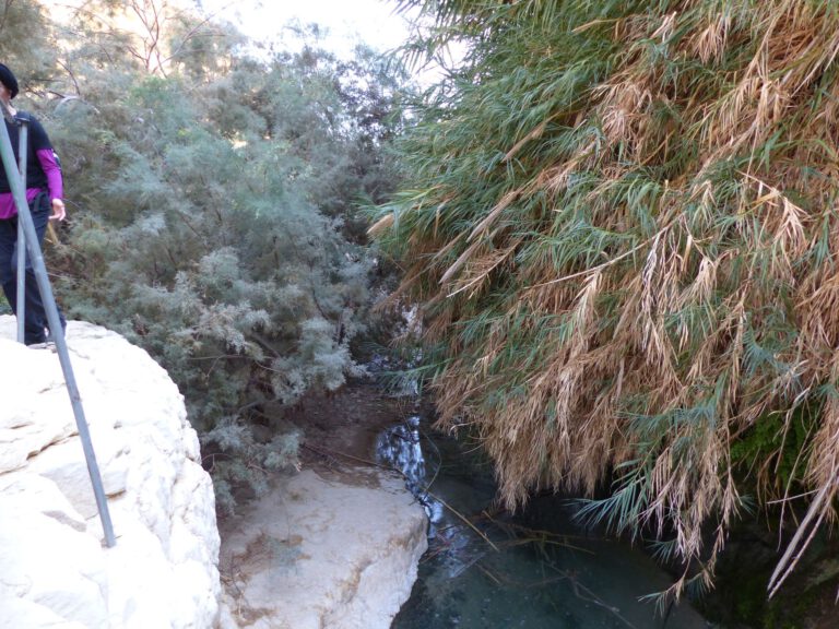 ein-gedi010