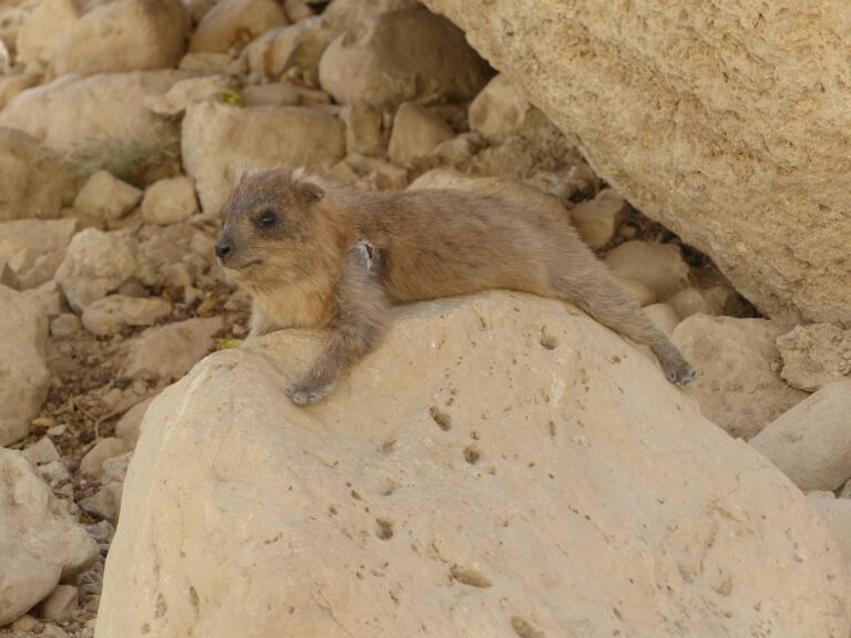 ein-gedi018